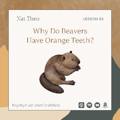 Why Do Beavers Have Orange Teeth? Lesson 96