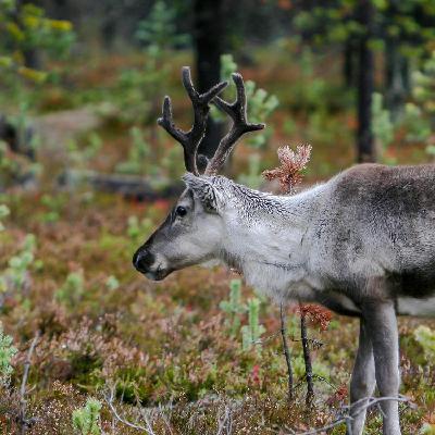 What is it like to own Christmas reindeer?