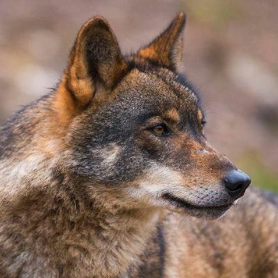 Mira a la tierra: El Lobo Pt. 2