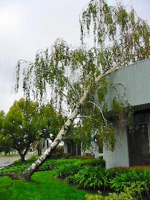 Trees vs Storms, Expanded