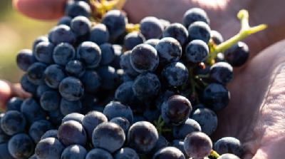 La DO Calatayud impulsa su posicionamiento internacional La DO Calatayud impulsa su posicionamiento internacional