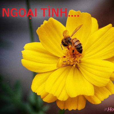 ▶️ 4 NGUYÊN NHÂN CỦA NGOẠI TÌNH