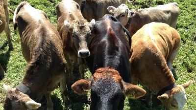 Si Dios manda, es porque se puede