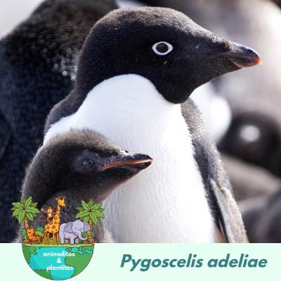 EP14 El sucio secreto de los pingüinos
