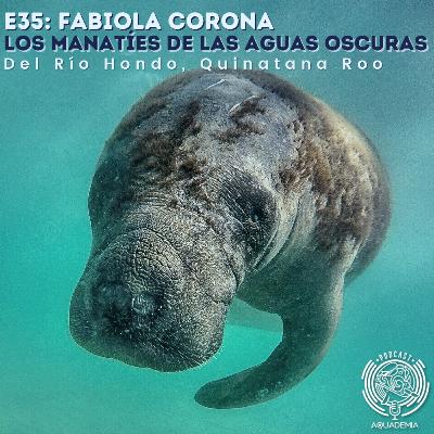 E35: Fabiola Corona. Los manatíes de las oscuras aguas del Río Hondo, Quintana Roo México. E35: Fabiola Corona. Los manatíes de las oscuras aguas del Río Hondo, Quintana Roo México.