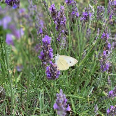 SLP 507: Self Love Quicky - Honouring Loss, Grief and Renewal