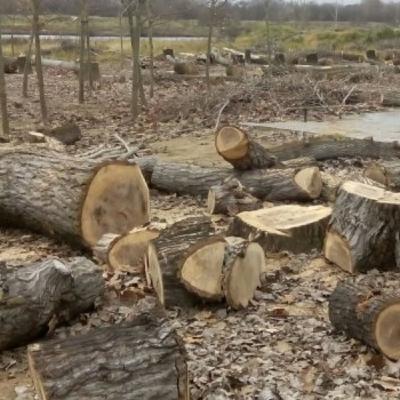 Boletín Ñane Ñe'ë: Deforestación masiva y tierras fiscales en manos de extranjeros