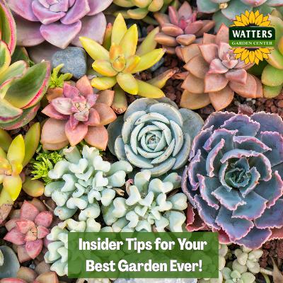 🎙️Welcome to Episode 26 – 7 of The Mountain Gardener Podcast with Ken and Lisa Lain!