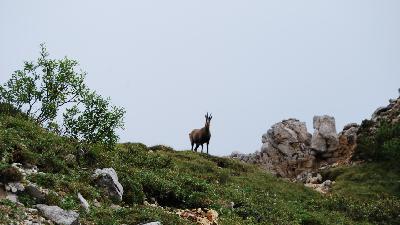 Настоящие друзья