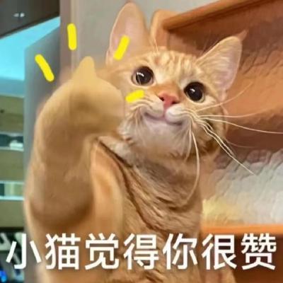 147.毛孩子就诊记：养猫如带娃，生病最着急！新手铲屎官如何应对？