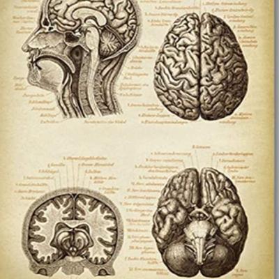 41. rész: A központi idegrendszer II., az agyvelő 41. rész: A központi idegrendszer II., az agyvelő