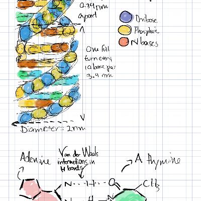 Nucleotides