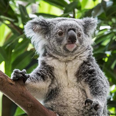 Proteger a koalas y canguros con la inteligencia artificial Proteger a koalas y canguros con la inteligencia artificial