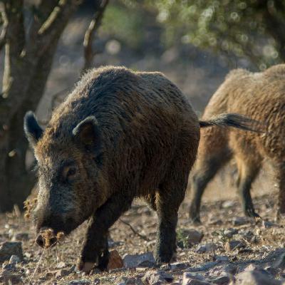 La Entrevista | Entrevista a Christian Gortázar, catedrático de Sanidad Animal