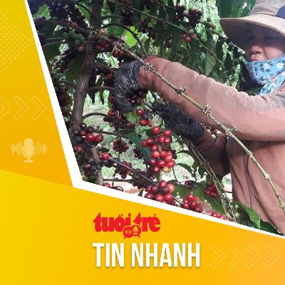 Tin tức sáng 27-10: Sản lượng tăng, giá cà phê dự báo sẽ giảm Tin tức sáng 27-10: Sản lượng tăng, giá cà phê dự báo sẽ giảm