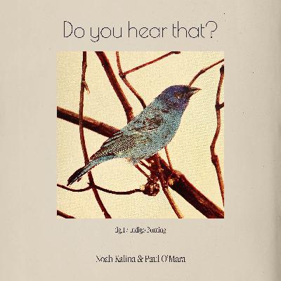 Indigo Bunting
