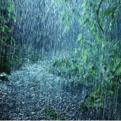 Rain In A Forest | 3 Hours White Noise