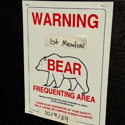 Yellowstone National Park: Celebrity bears, and a tale of two trout