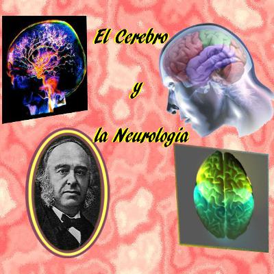 El cerebro y la neurología