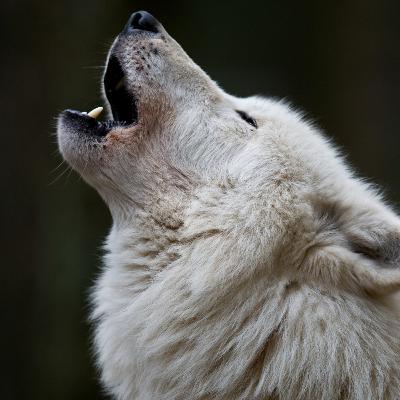 Lobo
