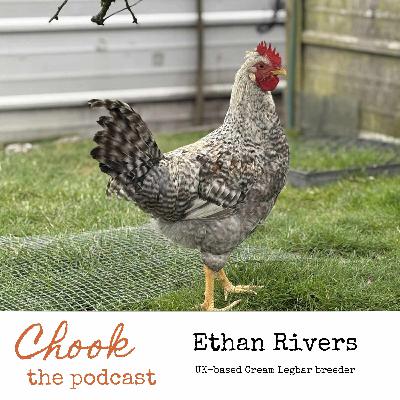 Ethan Rivers, UK-based Cream Legbar breeder