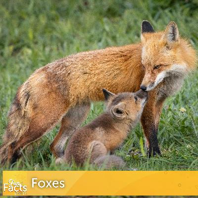Fun Facts About Foxes