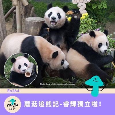 Ep264：(閒聊) 蘑菇追熊貓 - 愛寶樂園的睿寶輝寶獨立啦！