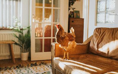 The Backyard Chicken Glamour Campaign