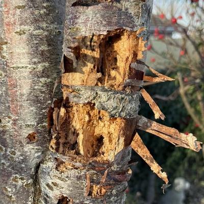 Great Spotted Woodpeckers
