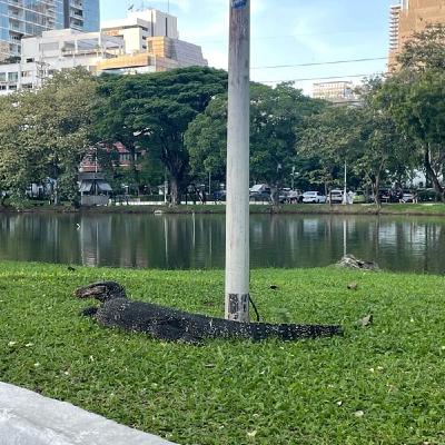 99/トカゲ、ピアス、チームミーティング 99/トカゲ、ピアス、チームミーティング