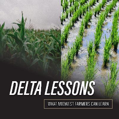 Lessons From the Delta, Part 2: Land Values, Capital Markets, and the Business of Rice