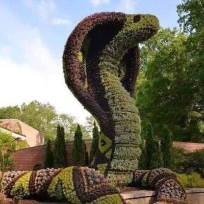The Snake and The Spider