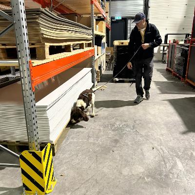 El entrenamiento de perros para cumplir sorprendentes metas y objetivos El entrenamiento de perros para cumplir sorprendentes metas y objetivos