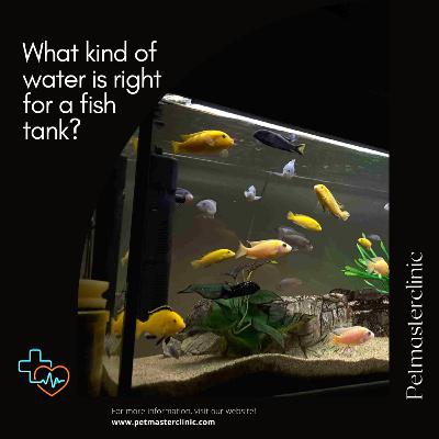 What kind of water is right for a fish tank?