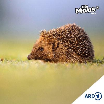 Igel