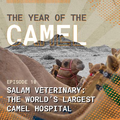 The Year of the Camel: Salam Veterinary: the world’s largest camel hospital