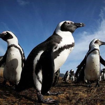 Potential Settlement in African Penguin Lawsuit as conservationists push for fishery closures Potential Settlement in African Penguin Lawsuit as conservationists push for fishery closures