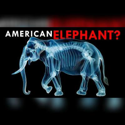 The Future of Elephants