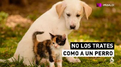 ¿Los animales tienen sentimientos, emociones y pueden amar?