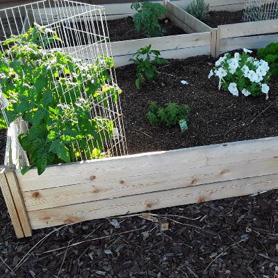 Easy plants to grow and easiest types of gardens