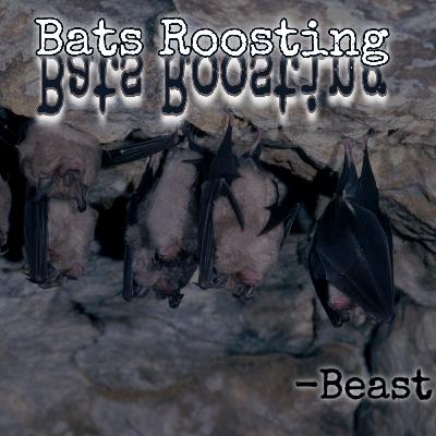 Bats Roosting
