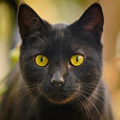 Episodio 94: El gato negro (1934 · 1941 · 1968 · 1981)