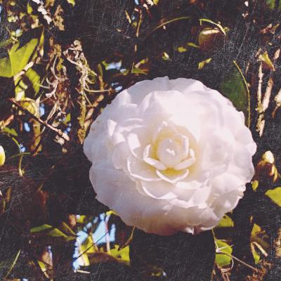 Chapter 25: The Aftermath