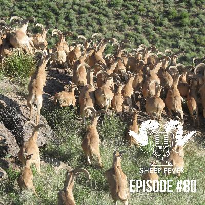 EP80 Aoudad in Texas – A Trophy or Scourge?
