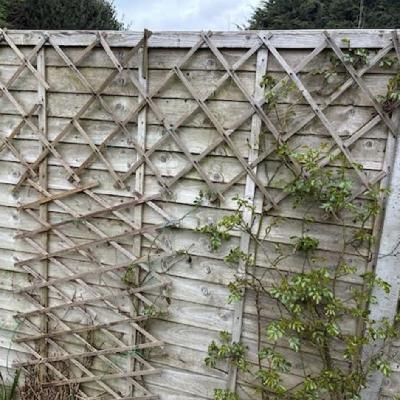 Garden fence in the wind, West Maling, UK on 15th March 2026 – by Cesar Gimeno Lavin
