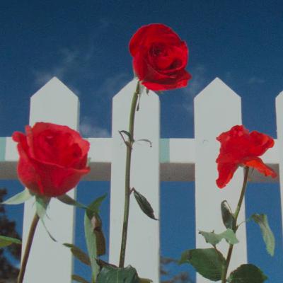 David Lynch's Blue Velvet | The Strange Story (Part 3) #154