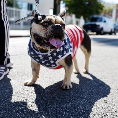 New study finds NY is worst state to own a dog