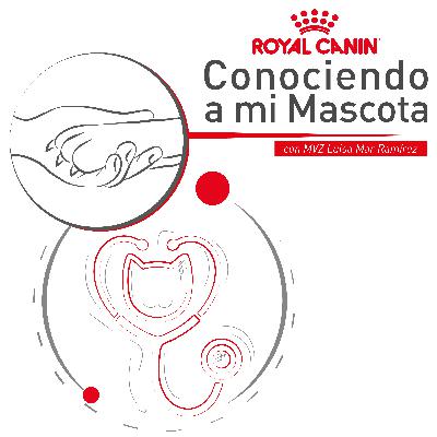 Lleva a tu gato al veterinario
