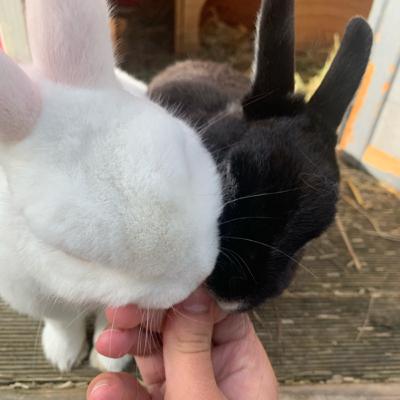 Kaninchenhaltungs Wissen für Anfänger