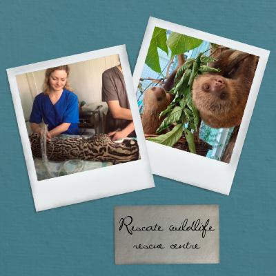 #37 Praktikum Costa Rica (Wildtier) #37 Praktikum Costa Rica (Wildtier)